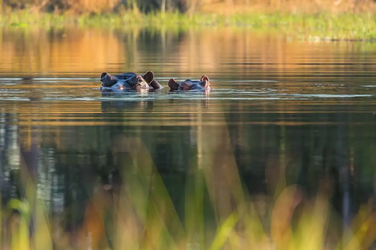 Mokoro Day Trip ( Okavango Delta)